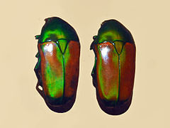 Scarabaeidae - Smaragdesthes africana africana.JPG