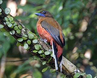 <span class="mw-page-title-main">Scarlet-rumped trogon</span> Species of bird