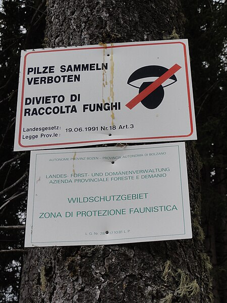 File:Schild "Pilze sammeln verboten" - Forst- und Domänenstation Latemar, Provinz Bozen.jpg