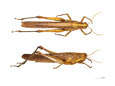 ♂ - Two views of same specimen