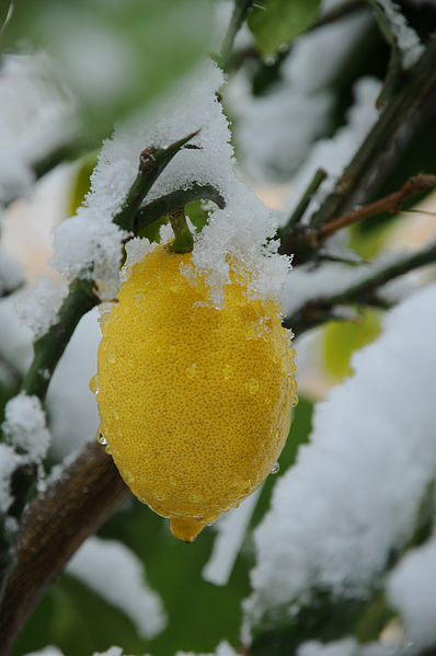 File:Schnee Zitrone Citrus × limon 1.JPG