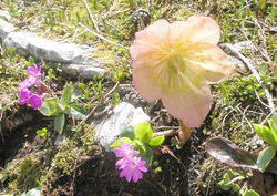 Schneerose am Hochkar im Sommer 2009