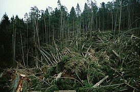 Chablis dans une forêt de Arenbachtal dans le Bade-Wurtenberg après la tempête.