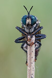 Schwarze Habichtsfliege (Dioctria atricapilla)