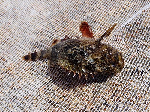 Black scorpionfish