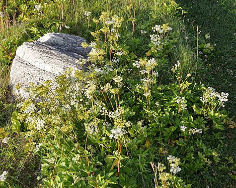 Scots Lovage (Ligusticum scoticum)