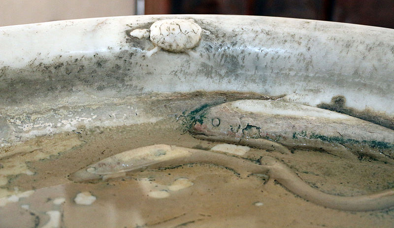 File:Scuola di antonio federighi, acquasantiera del duomo di grosseto, 1506, 03 tartarughina, pesci.JPG