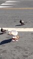 File:Seagull and pigeons eating bread.webm