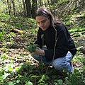 Sean Sherman foraging Wild Ramps (cropped square).jpg