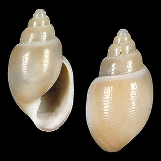 <i>Japonactaeon isabella</i> Species of gastropod