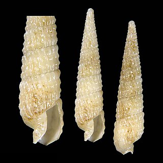 <i>Pristiterebra frausseni</i> Species of gastropod