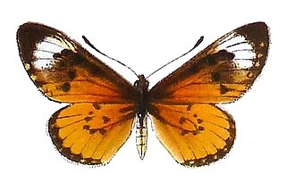 <i>Acraea wigginsi</i> Species of butterfly