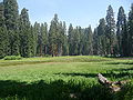 Sequoia National Park - Round Meadow