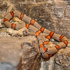 Lampropeltis alterna