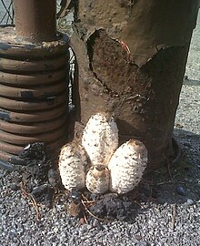 Shaggy ink caps bursting through asphalt due to high turgor pressure Shaggy Ink Caps busting through asphalt.jpg