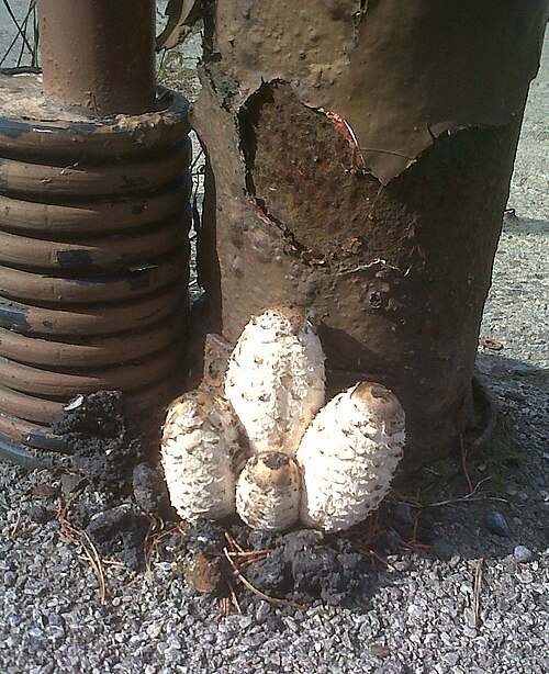 Shaggy ink caps bursting through asphalt due to high turgor pressure