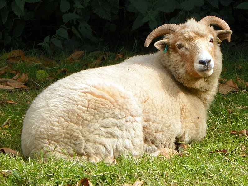 File:Sheep (Ovis aries) (8124796784).jpg