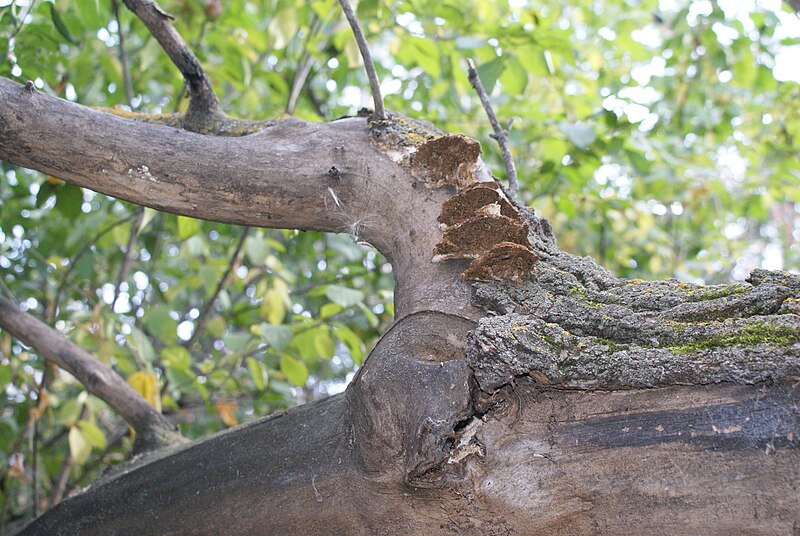 File:ShelfLikeConkOnTreeTrunk.jpg