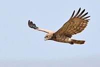 Short Toed Snake Eagle In Flight.jpg