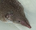 Thumbnail for File:Shrew snout.jpg