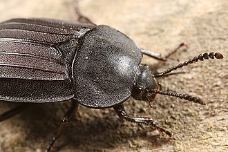 Silpha tristis (Silphidae) - (female), Oostvaardersbos, the Netherlands.jpg