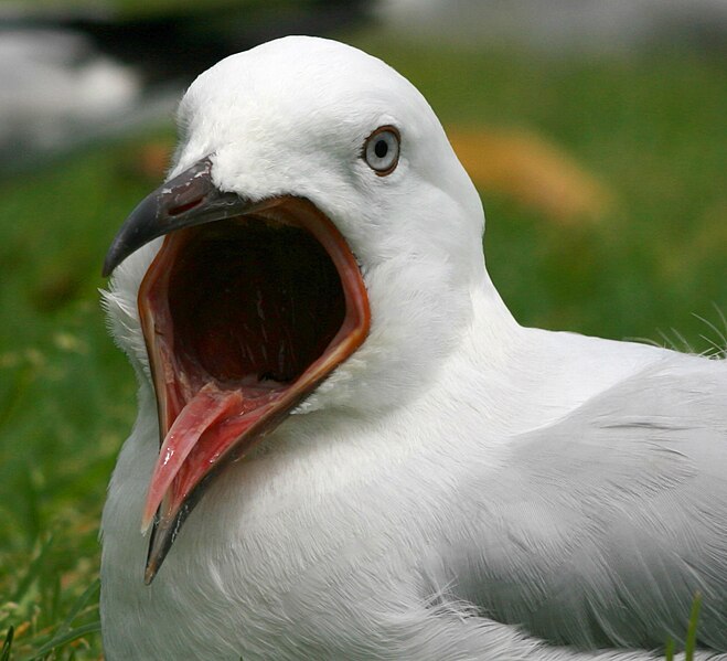 File:Silver Gull mouth.jpg