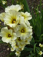 Iridaceae