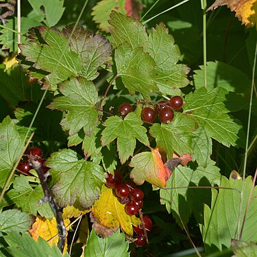 Skunk Currant (Ribes glandulosum)