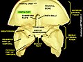 Parte orbital del hueso frontal