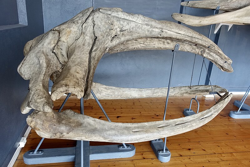 File:Slottsfjellsmuseet Museum Hvalhallen (Whale Hall) Tønsberg, Norway. Hvalskjeletter (Old skeletons) Nordkaper (Right whale Eubalaena glacialis) etc 2020-01-21 2310.jpg