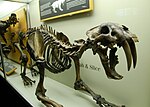 Miniatura para Smilodon