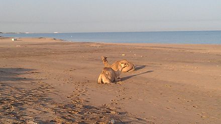 Camels on the Berbera beachside