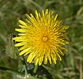 Photographed in Voorhis Ecological Reserve near Pomona, CA, USA. Species is an introduced weed.