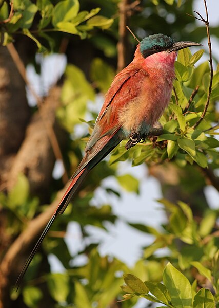 File:Southern carmine bee-eater, Merops nubicoides, Chobe National Park, Botswana (32309754702).jpg