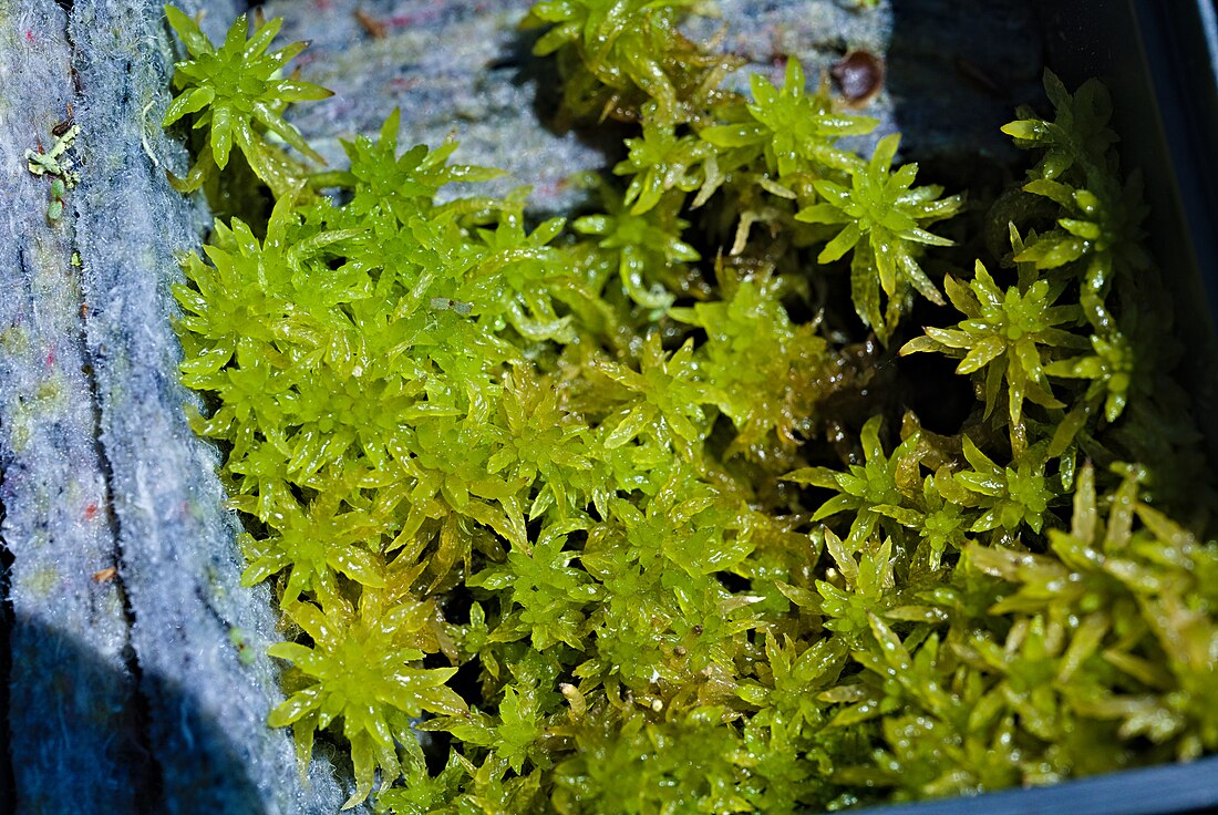 Sphagnum denticulatum