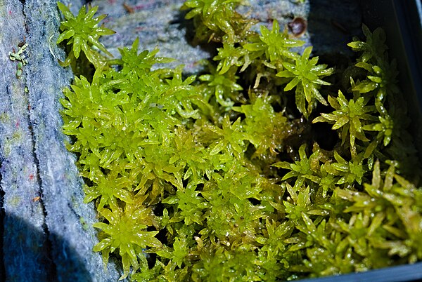 Sphagnum denticulatum at Sphagnum cultivation at Universität Greifswald 2023-06-11 03