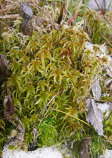 Sphagnum subsecundum