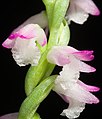 Spiranthes sinensis