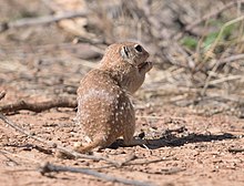 Spotted ground squirrel eating, displaying spotted back Spotted Ground Squirrel 8338vv.jpg
