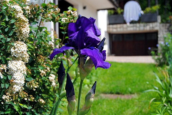 Spring is a blue flower