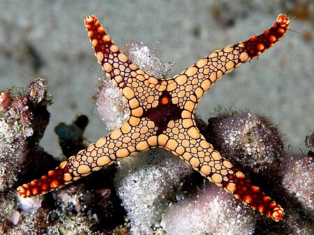 Fail:Starfish_komodo.jpg