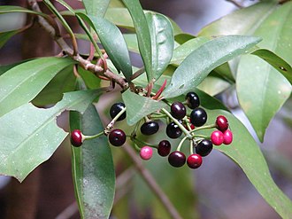 Ardisia elliptica Starr-080304-3255-Ardisia elliptica-leaves and fruit-Hana Hwy-Maui (24879188416).jpg