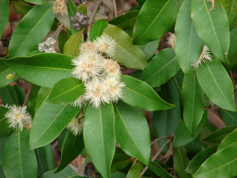 File:Starr-090317-4938-Syncarpia glomulifera-flowers and leaves-Kahakapao Reservoir Haleakala Ranch-Maui (24948322925).jpg