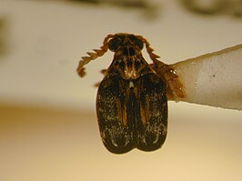 Callosobruchus pulcher