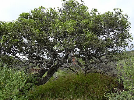 Эбеновое дерево. Эбеновое дерево Коста Рика. (Diospyros дерево. Diospyros sandwicensis. Эбеновые деревья ЮАР.