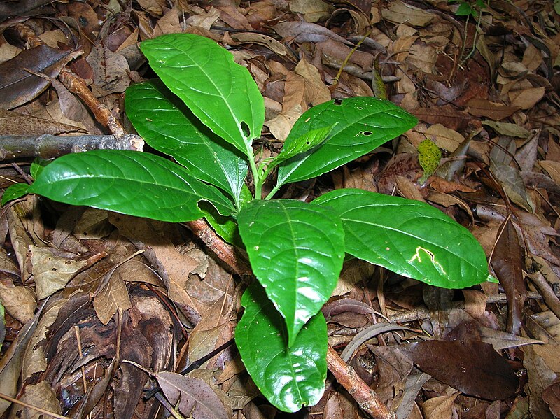 File:Starr 050125-3230 Passiflora edulis.jpg