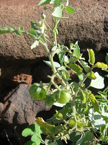 File:Starr 060406-9268 Solanum lycopersicum var. cerasiforme.jpg