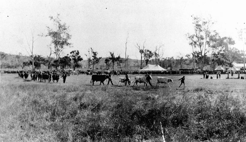File:StateLibQld 2 173755 Cattle at the Goomeri Show, 1927.jpg