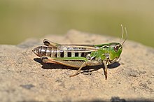 Stenobothrus nigromaculatus female.jpg