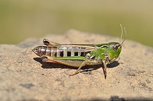 Black-spotted grasshopper, female singing of the black-spotted grasshopper? / I